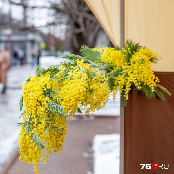 Так выглядит самый дорог лот | Источник: Кирилл Поверинов / 76.RU