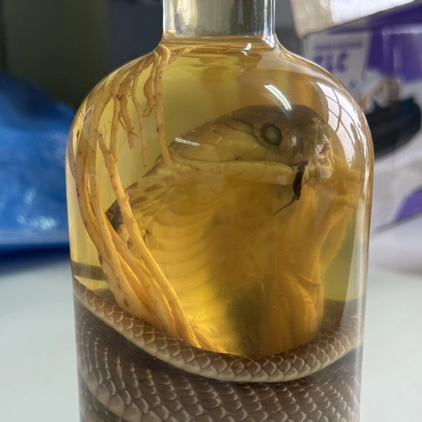 В багаже россиянки, прилетевшей из Вьетнама, нашли «змеиное вино». Что это такое