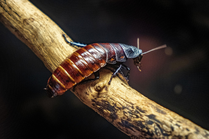 Любые катаклизмы нипочем: ученый объяснил, почему тараканы оказались более живучими, чем динозавры