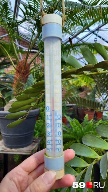 Утром 17 ноября в секции Пермского периода было +16 °C | Источник: Марина Черткова