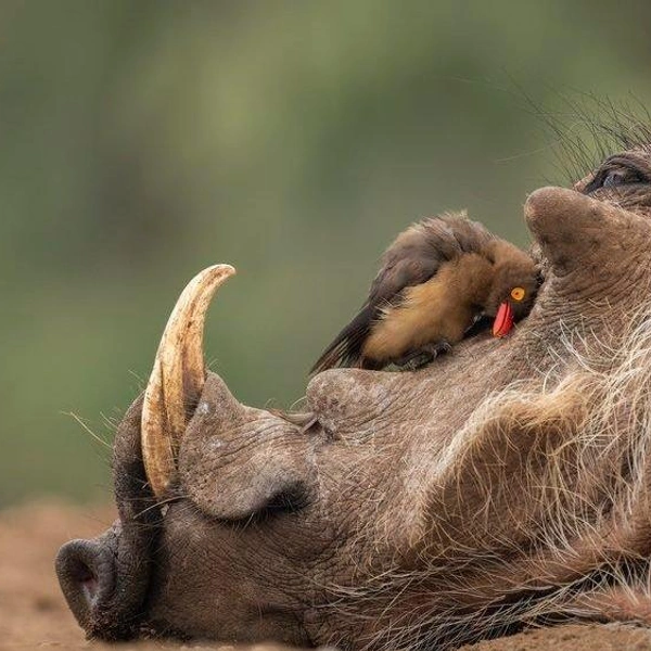 Источник: World Nature Photography Awards