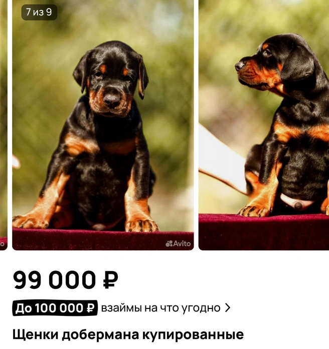 Доберман за 99 тысяч | Источник: «Авито»