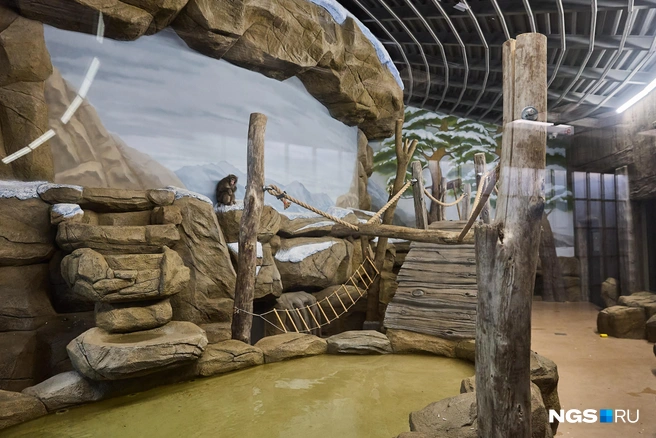 У японских макак теперь большое помещение  | Источник: Александр Ощепков / NGS.RU