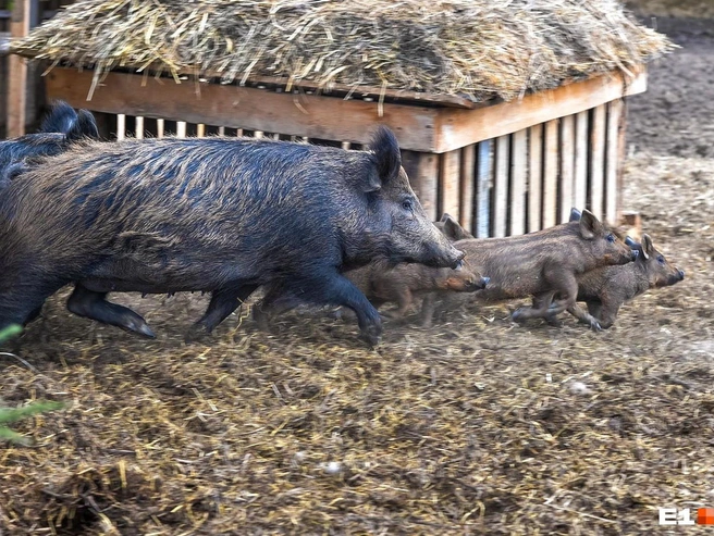 Кабанов запечатлели в одном из районов Нижегородской области | Источник: Артем Устюжанин / E1.RU