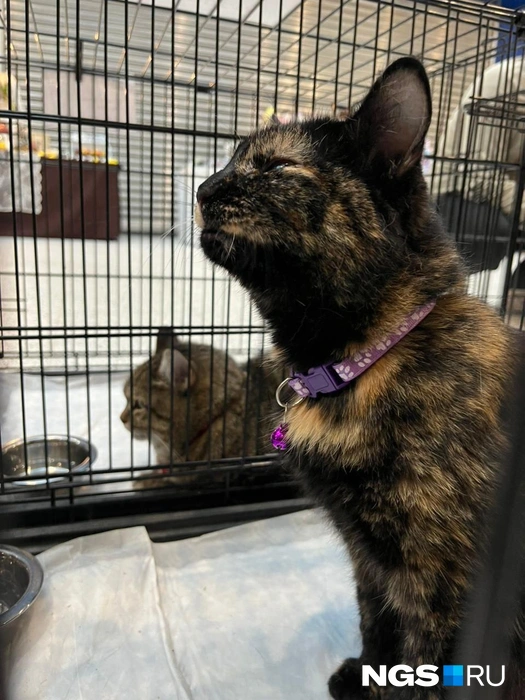 В акции участвовали не только кошки, но и собаки | Источник: Рихарда Лем / NGS.RU