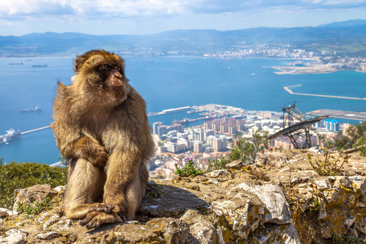 Где обитают европейские обезьяны?