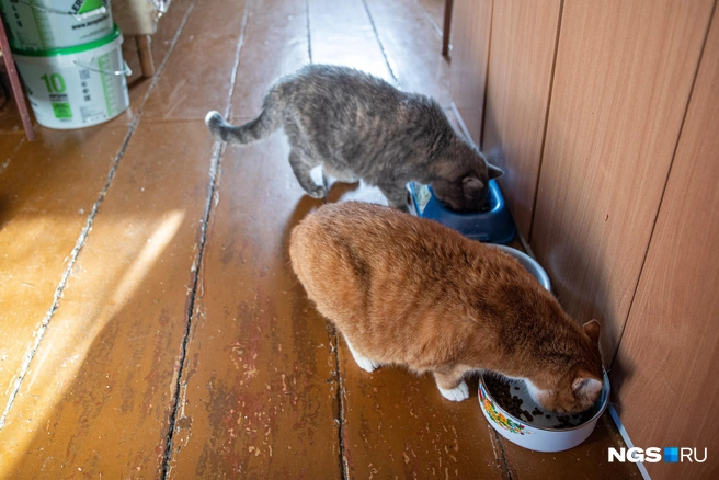 Корма для кошек сбалансированы, поэтому дополнительный прикорм может негативно повлиять на ЖКТ питомца | Источник: Александр Ощепков / NGS.RU