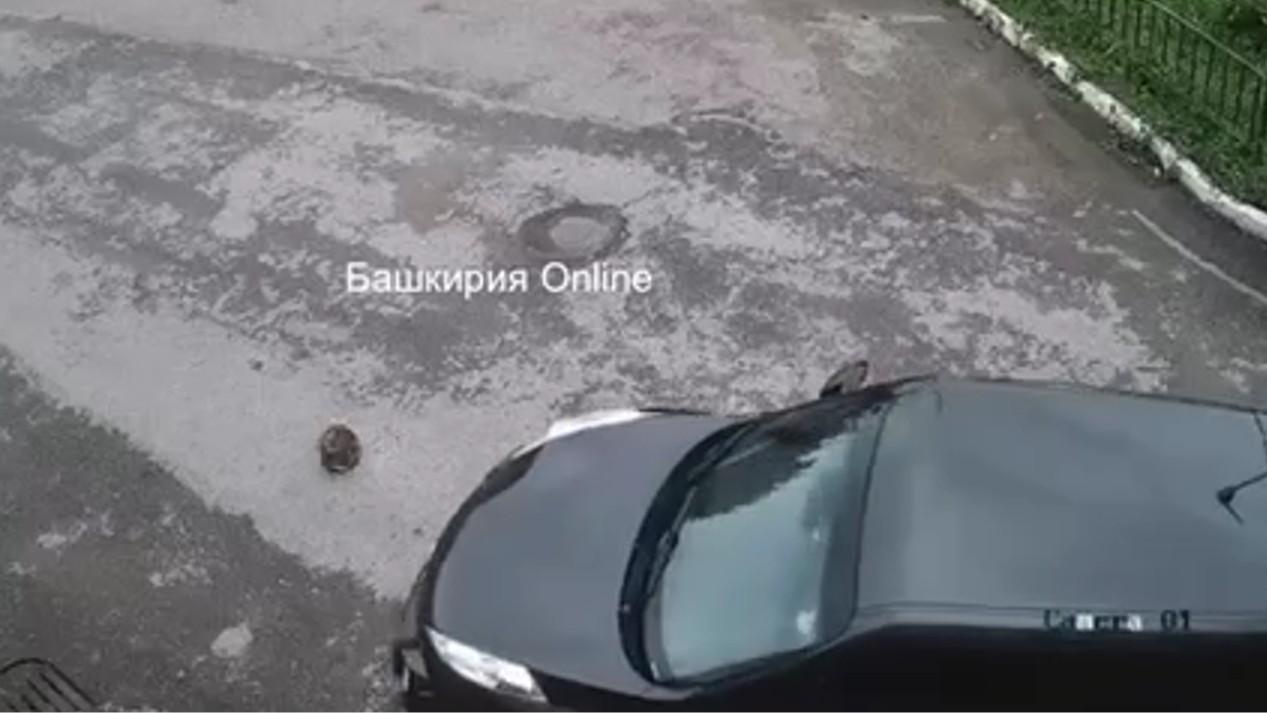 «Когда машина едет, кошки обычно убегают»: на уфимку обрушилась волна гнева из смерти животного