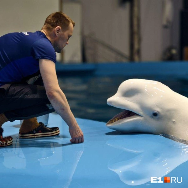 В день она съедает от 18 до 30 килограммов разной рыбы | Источник: Дмитрий Крисковец / E1.RU