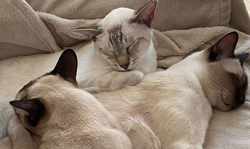 Милота дня: котики, которые обнимают друг друга даже во сне