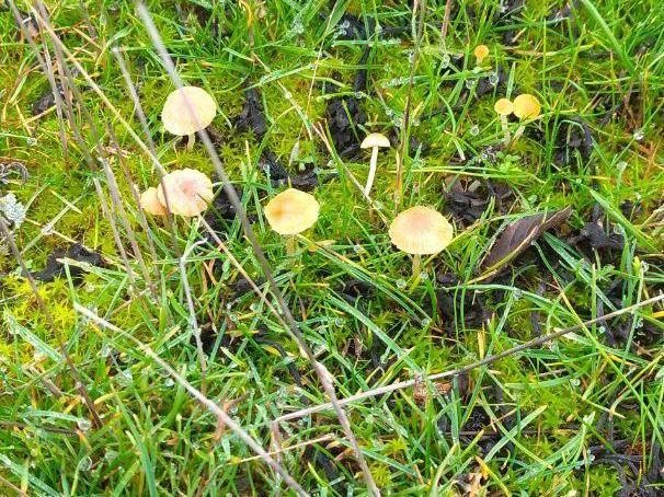 Если бы не ноябрь, можно было бы подумать, что это утренняя роса | Источник: читатели V1.RU