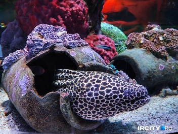 Есть всякие прикольные экземпляры | Источник: Алина Ринчино / «ИрСити»