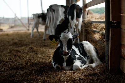 Вуколов день: традиции и запреты 19 февраля