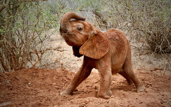 Осиротевший слоненок позирует кенийскому фотографу