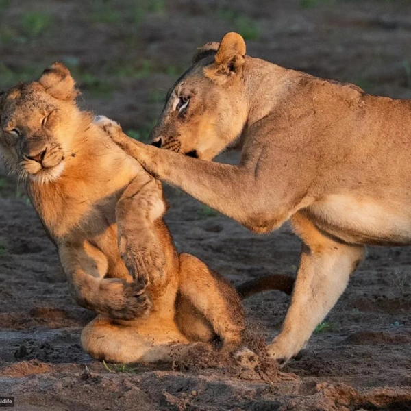 Источник: Барбара Зайберл-Старк / 2026 The Comedy Wildlife Photography Awards