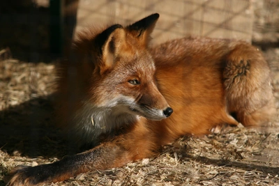 Рыбные пилюли с вакциной для лисиц от бешенства