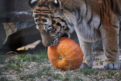 Агроном назвала лучшие сорта тыквы для открытого грунта