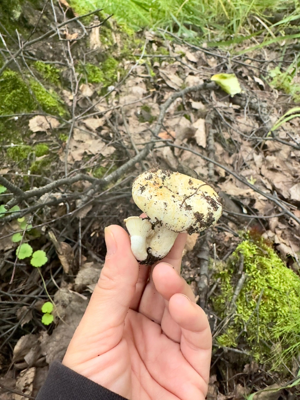 Внешне сухие грузди отличаются от обычных | Источник: «Грибы и грибники Екатеринбурга и Свердловской области» / Vk.com