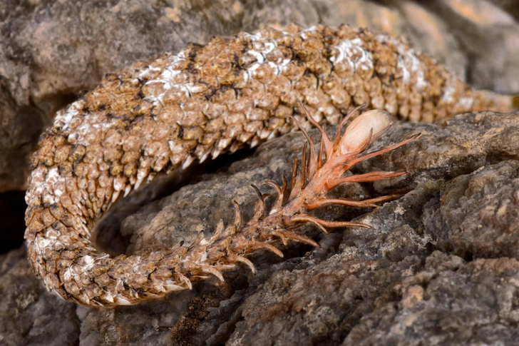 Хвост иранской рогатой гадюки (Pseudocerastes urarachnoides) | Источник: Matthijs Kuijpers