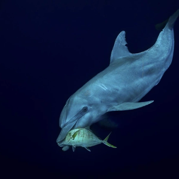 Источник: Serge Melesan / Creative Photo Awards 2025