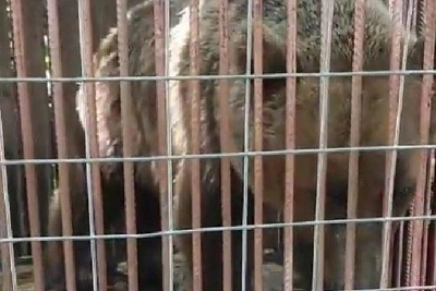 Проверка вольеров с медведями на Западном в Ростове