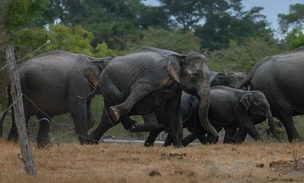 Объявлены результаты конкурса Nature inFocus Awards 2025: взгляните на работы победителей