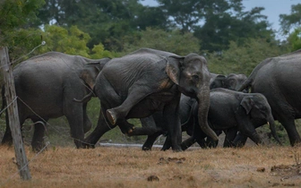 Объявлены результаты конкурса Nature inFocus Awards 2025: взгляните на работы победителей