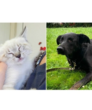 Котопёс недели: котенок Стиви и собака Ночка