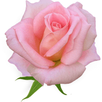 Аватарка Старлинг