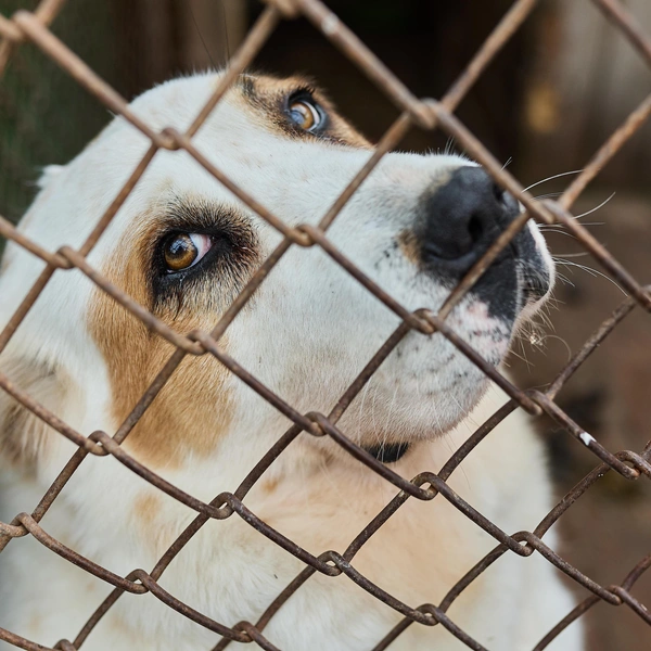 Тайра — «девушка» с характером, не против гостей, но жить предпочитает одна | Источник: Александр Ощепков / NGS.RU