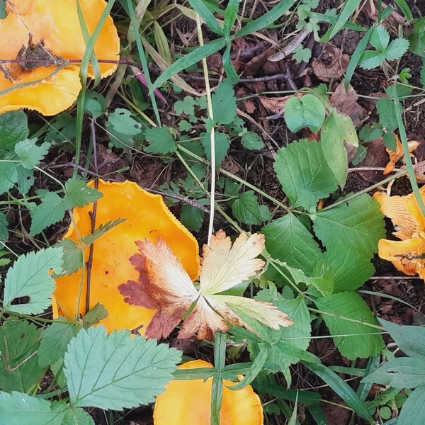 Источник: Нина Маланьина / «Уральский яжегрибник» / Vk.com