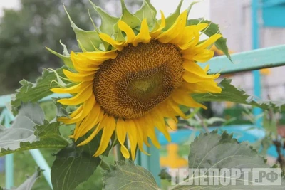 На полях Приамурья впервые посеяли горох, подсолнечник и травы