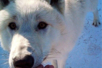 Siberian Zoo Feeds Young Wolves Chef's Kholodets in Listvyanka