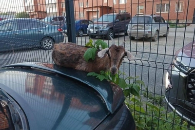 Козел застрял на Уралмаше: спасатели помогли, но Toyota пострадала