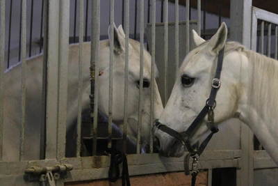 Scammer 'Double Agent' Swindles Businessman and Horse Seller in Orsk