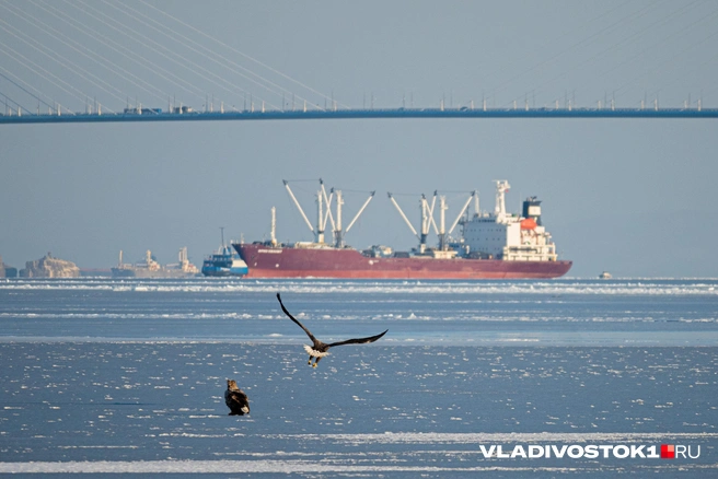 Источник: Елена Буйвол / VLADIVOSTOK1.RU