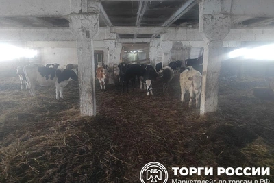 На торги в Башкирии выставили 79 коров за 2,8 млн