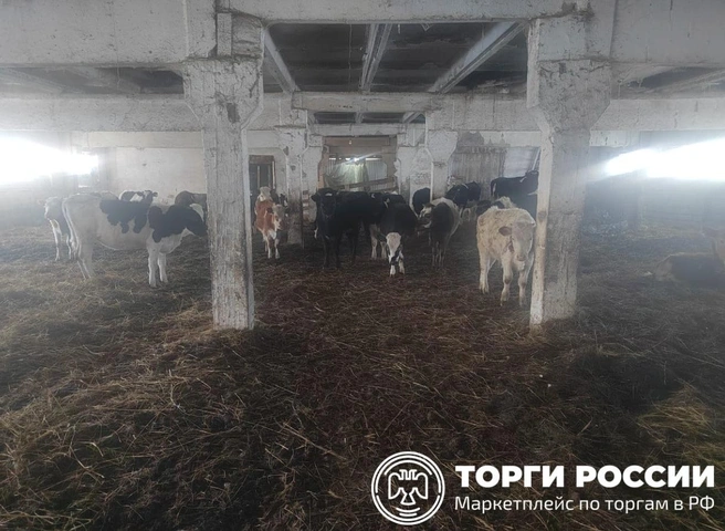 Стадо коров продают ниже цены рынка | Источник: торги-россии.рф / сайт