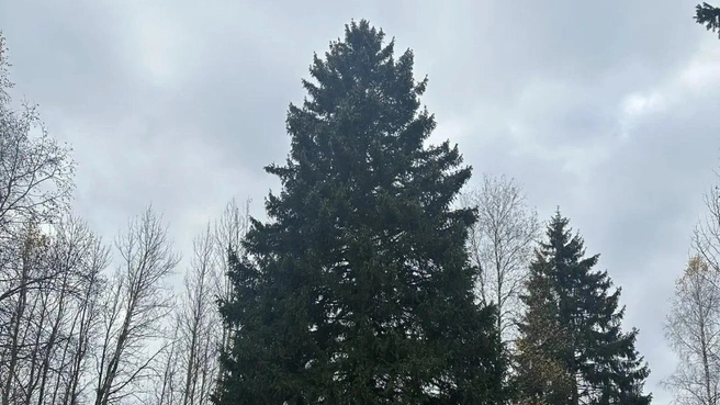 Новогоднюю елку привезут в Москву из Рузского округа | Источник: Управление делами Президента РФ