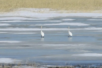В Омскую область прибыли первые лебеди