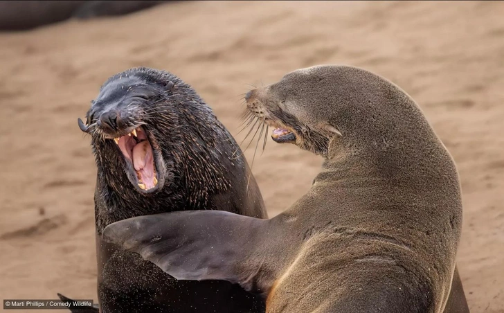 Объявлены победители конкурса юмористических фотографий животных Comedy Wildlife Photography Awards 2024: смеемся вместе