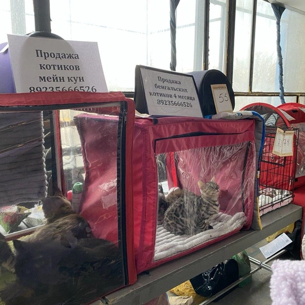 Источник: Ирина Господаренко / NGS22.RU