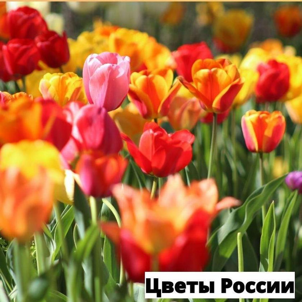 Луковицы тюльпанов, микс сортов, 20 шт., «Цветы России»