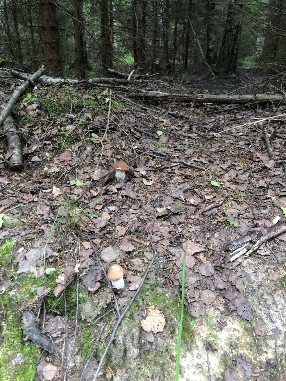 Разминка для глаз! Сколько белых нашли?  | Источник: Ольга Иванова, Грибы Ярославской области 2025 / Vk.com