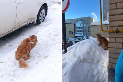 Мейн-куна, превращающегося ночью в сосульку, ищут дом