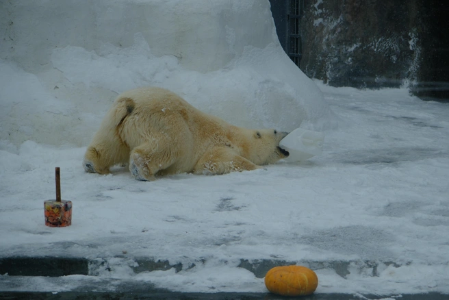В настоящий момент Шайна весит 326&nbsp;кг | Источник: зоопарк Удмуртии 