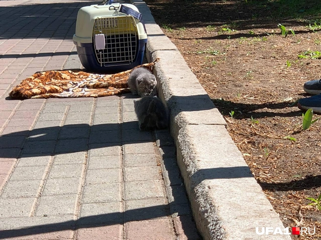 Шотландские котята резвятся и не знают, что за праздник отмечают вокруг | Источник: Андрей Бирюков