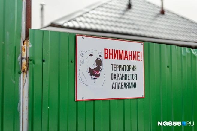 Если зайти без спроса, псы сразу же подойдут узнать, как ваши дела | Источник: Кирилл Башинский / NGS55.RU