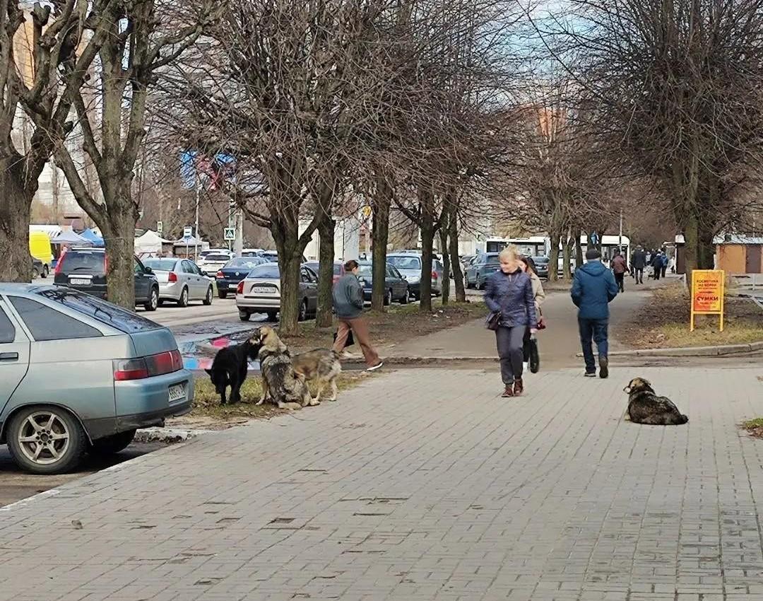Воронежские прокуроры в очередной раз засудили чиновников за покусанную бродячими собаками девочку