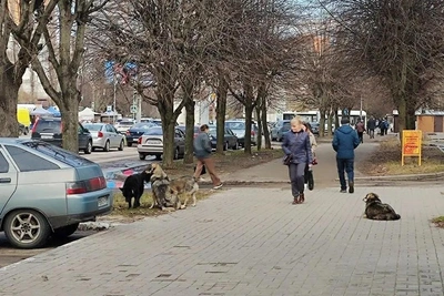За укус бродячей собаки девочке взыскали 40 тысяч